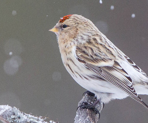 Цэгцүүхэй (Шунхан цэгцүүхэй)